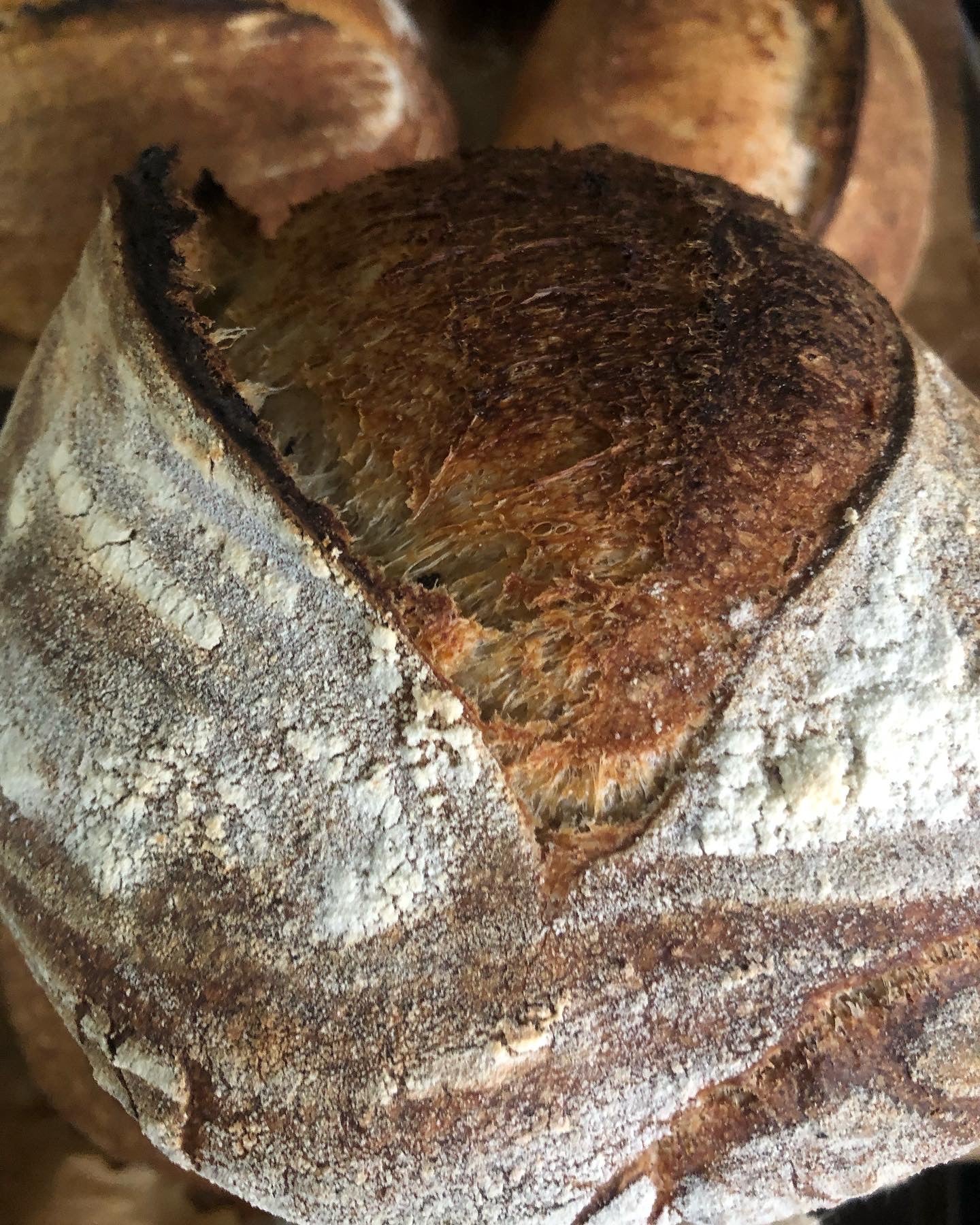 WED MAY 15th Crusty Country Sourdough Porch Pick up 4-9pm OR Purplebrown 430-6p
